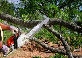 Best Emergency Tree Removal  in Oldsmar, FL