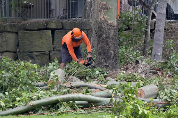 Best Tree Disease Treatment  in Oldsmar, FL